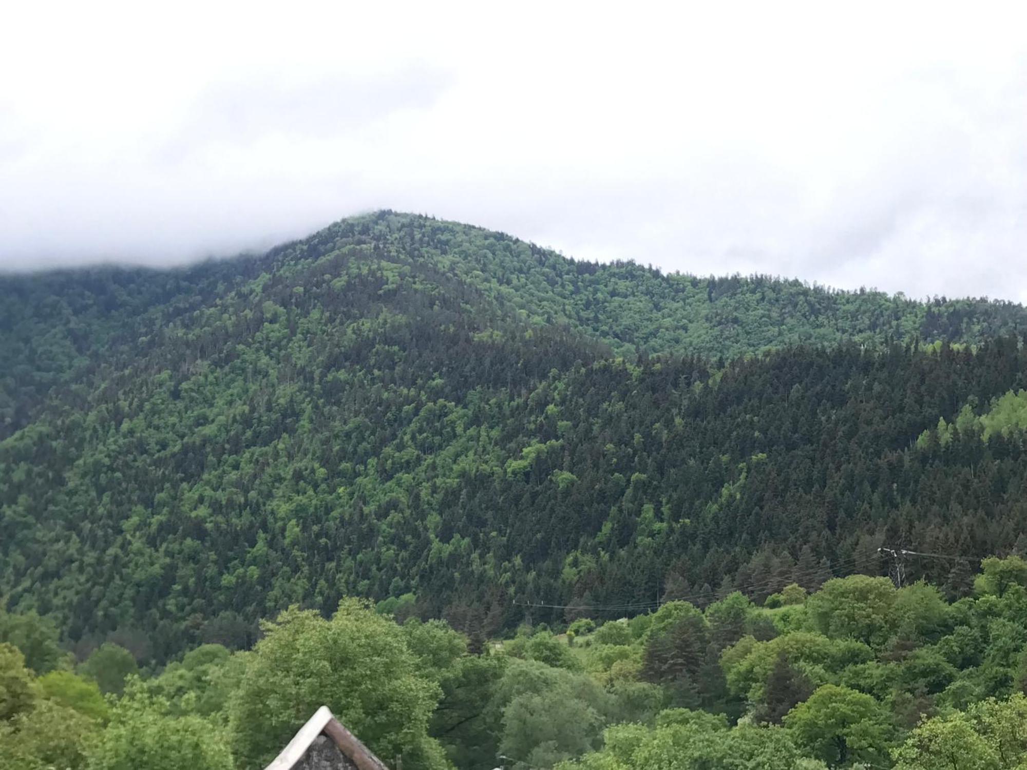 Zviad Guest House Borjomi Exteriör bild